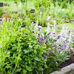 Какие лекарственные растения можно вырастить на собственном участке?