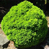 Альберта Глобе