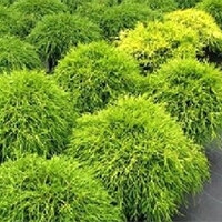 Боулинг Бол