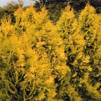 Европа Голд