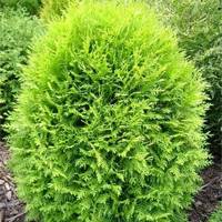 Глобоза Аурея