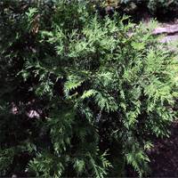 Глобоза Компакта