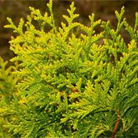 Голден Брабант