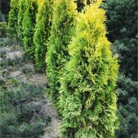 Голден Рокет