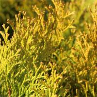 Голден Смарагд