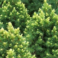 Рэйнбоуз Энд