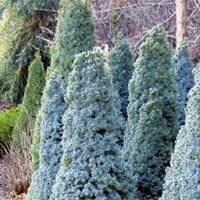 Сандерс Блю