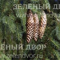 Вид 4