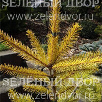 Вид 4