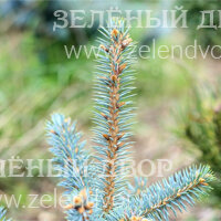Вид 2