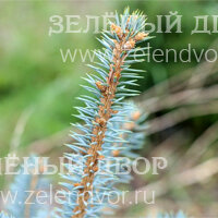 Вид 4