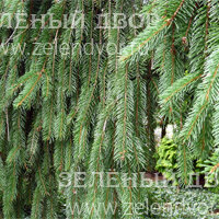 Вид 2