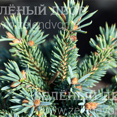 Вид 1