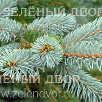 Вид 2