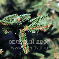 Вид 4