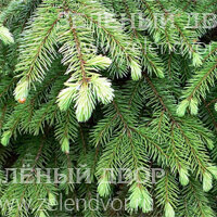 Вид 2