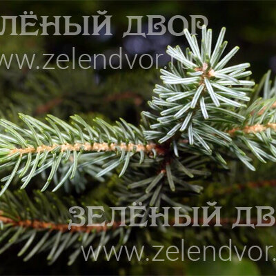 Вид 1