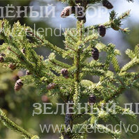 Вид 4