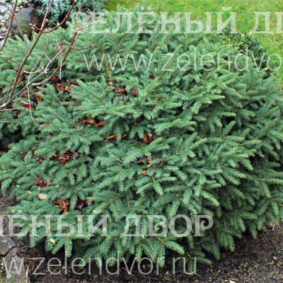 Вид 1