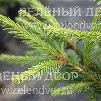 Вид 4
