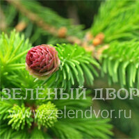 Вид 4