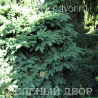 Вид 4