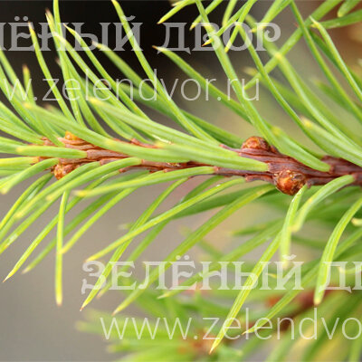 Вид 1