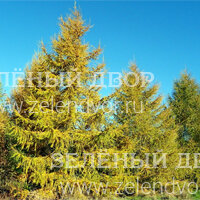 Вид 2