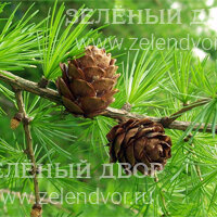 Вид 3