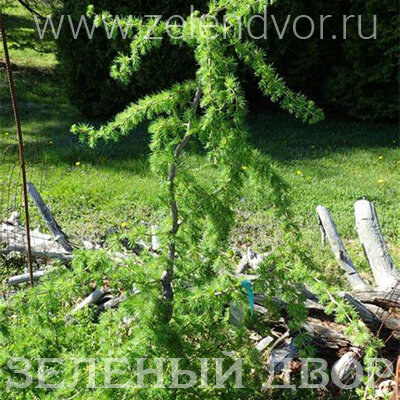 Вид 1
