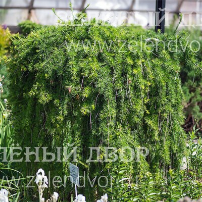 Вид 1