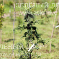 Вид 3