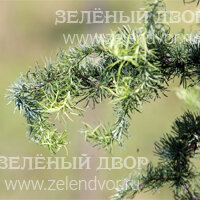Вид 4