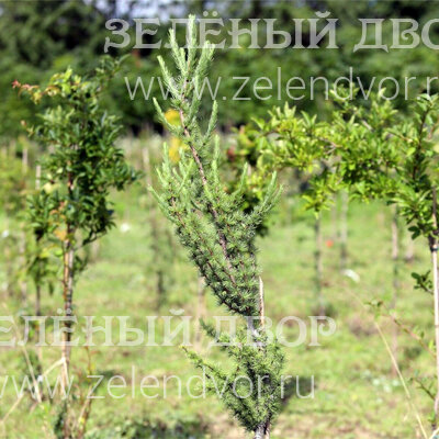 Вид 1