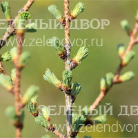 Вид 2