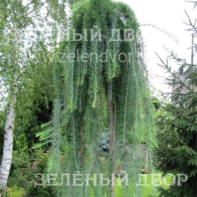 Вид 1