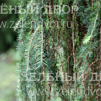 Вид 3