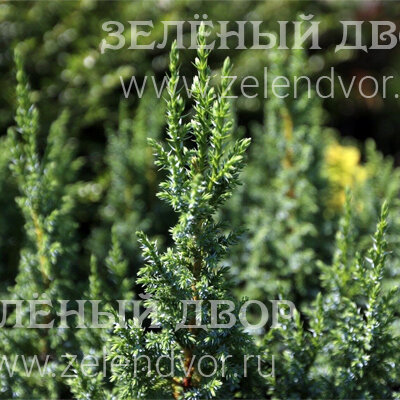Вид 1