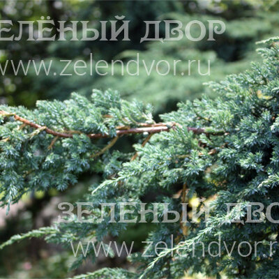 Вид 1