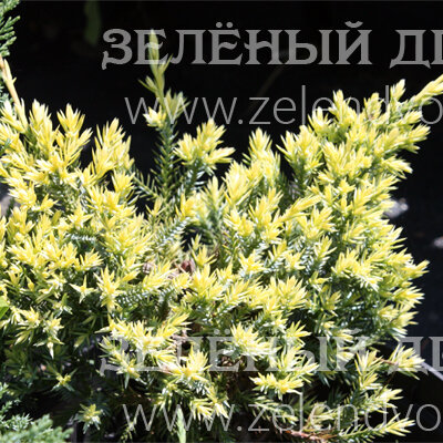 Вид 1