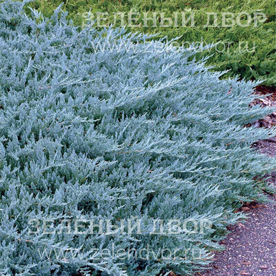 Вид 1