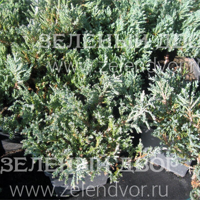 Вид 1