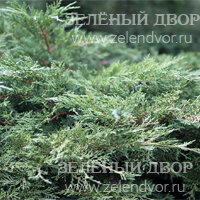 Вид 2