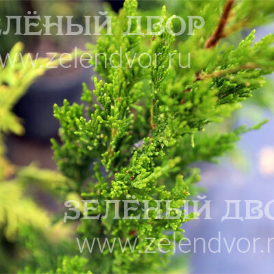 Вид 1