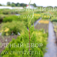 Вид 3