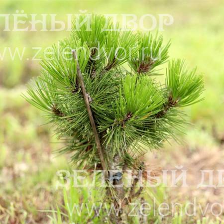 Вид 1