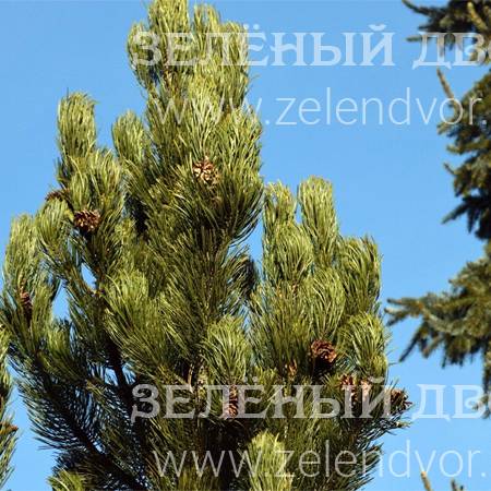 Вид 1