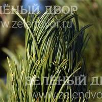 Вид 2