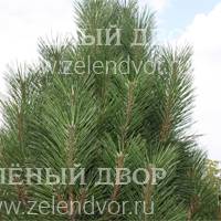Вид 2