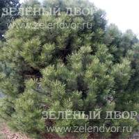 Вид 4